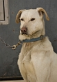 2009-03-14, Competition de traineaux a chiens au Bec-scie (150402)